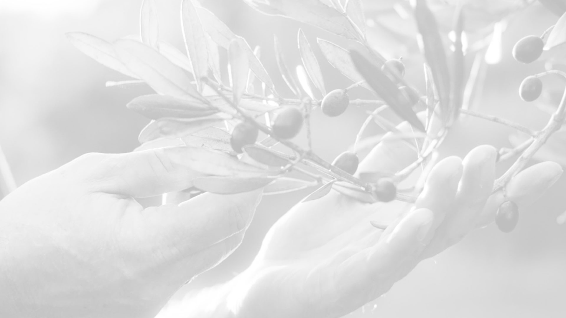 תכלת דרגי אמירים